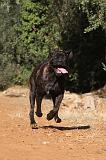 CANE CORSO 086